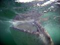   Big Gulp Whale shark off Yucatan coast August 08.  
